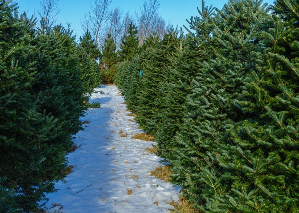 Answer: Tree #25